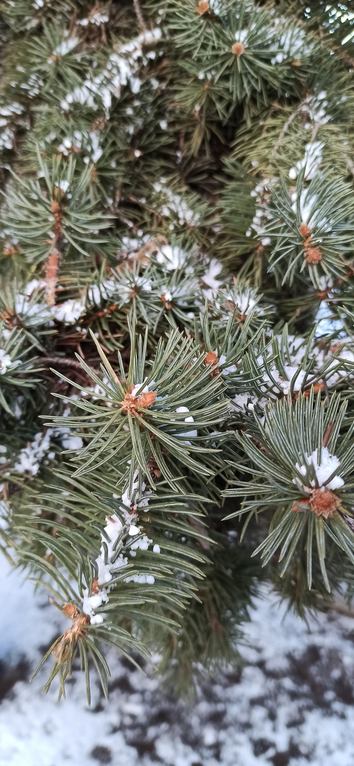 Snow tree