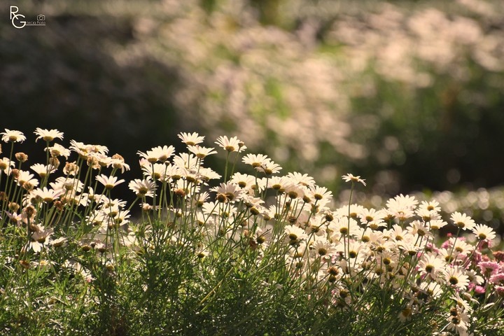 Flores