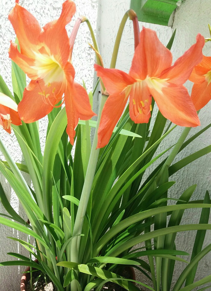 do meu jardim