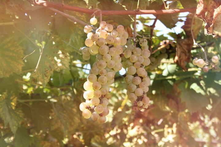 Grapes