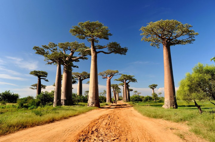 Baobab