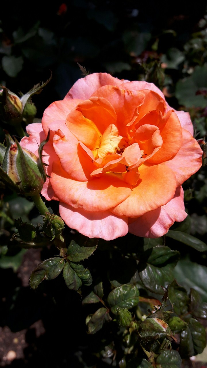 Rose