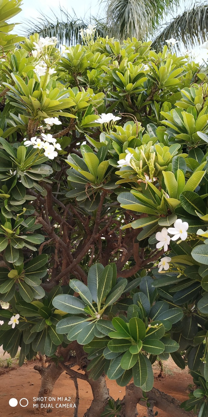 White Flowers