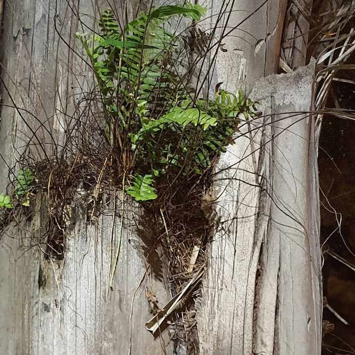 A natureza