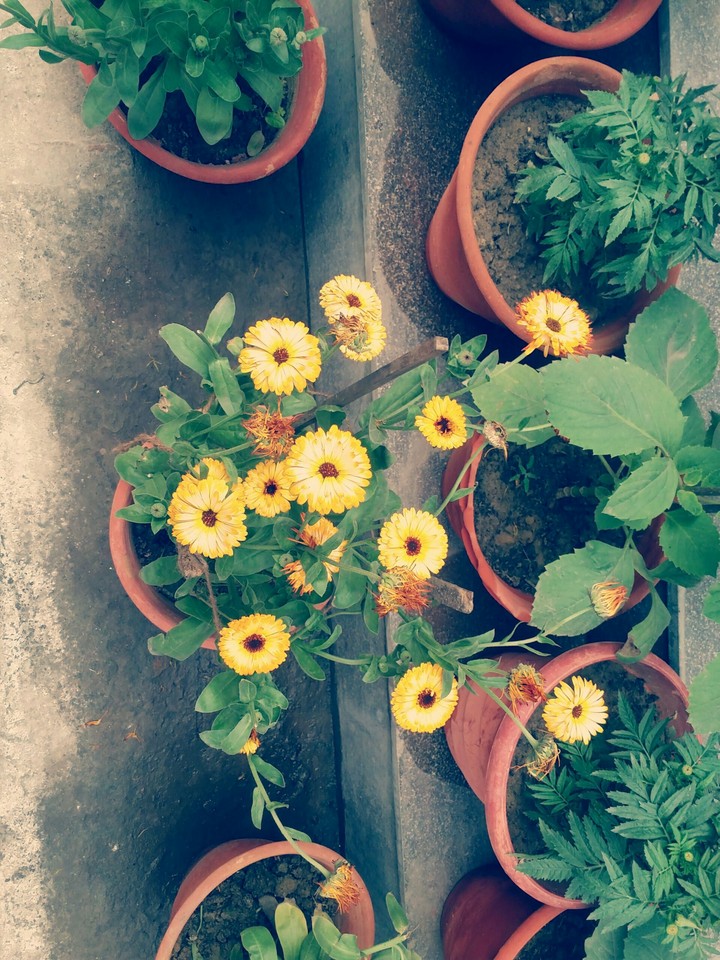 Blooms of rise