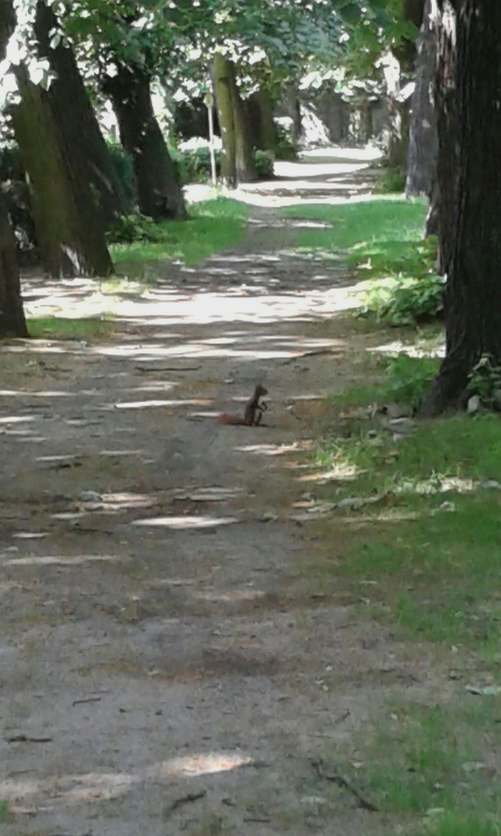 Eichhörnchen