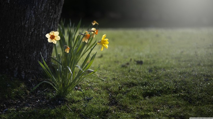 (Serial No. 2) Daffodils Night wallpaper