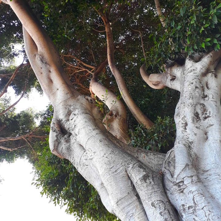 ▪walking tree○•°