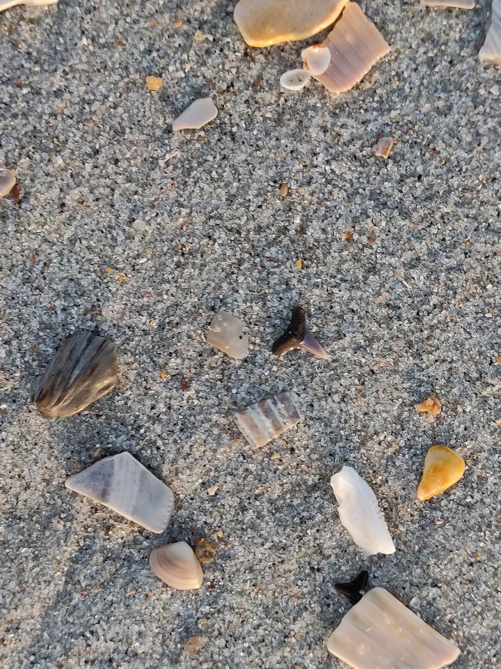 Shark's teeth on the beach