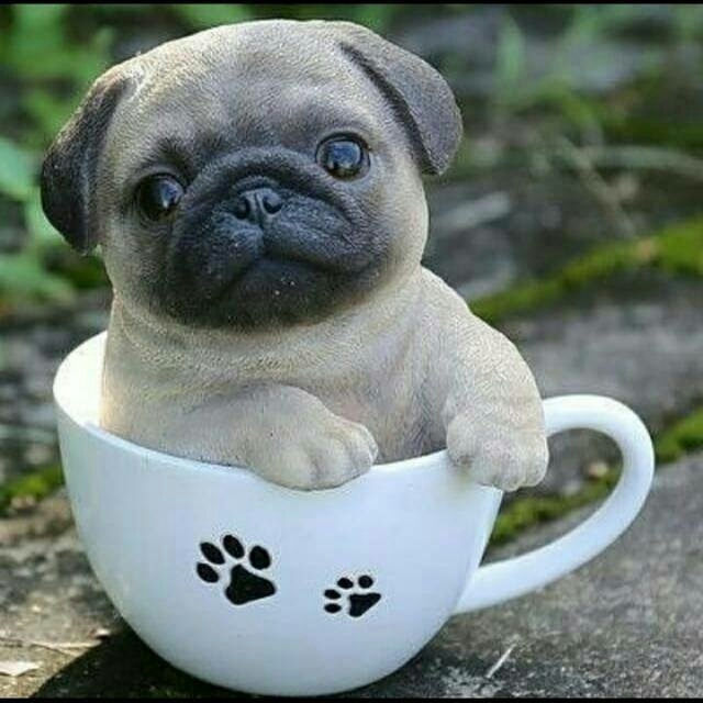 Cute Puppy♥