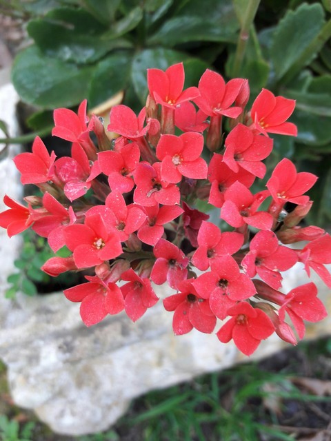 flores