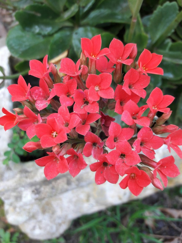 flores