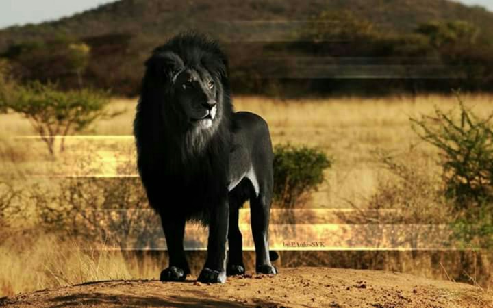 black lion
