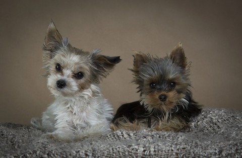 Mes chien ♡♡