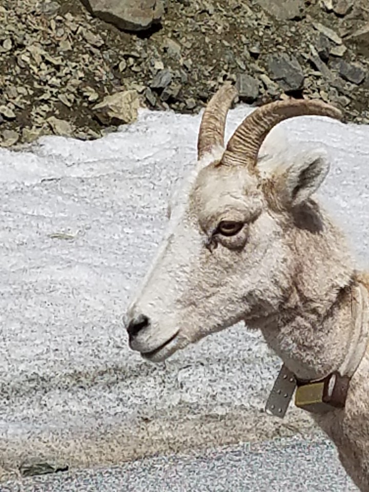 the sheep look so small this year