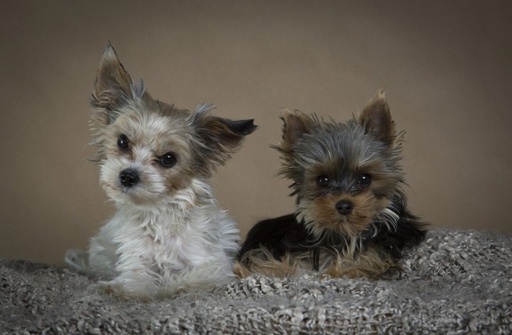 Mes chien ♡♡