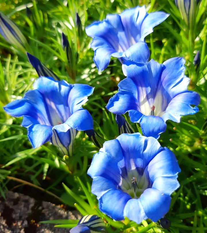 Blue bell