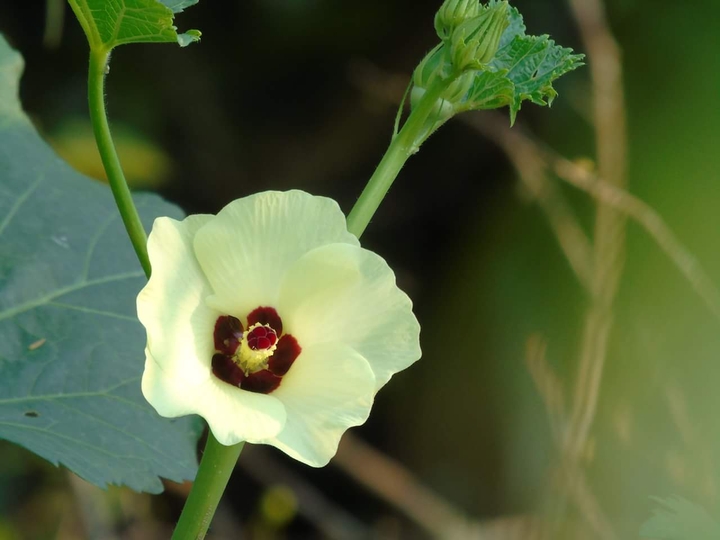 flowers (hoa ngày xuân)