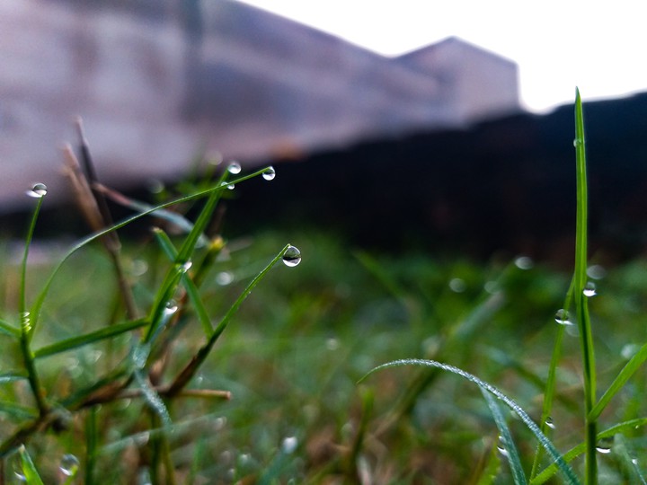 dew drops