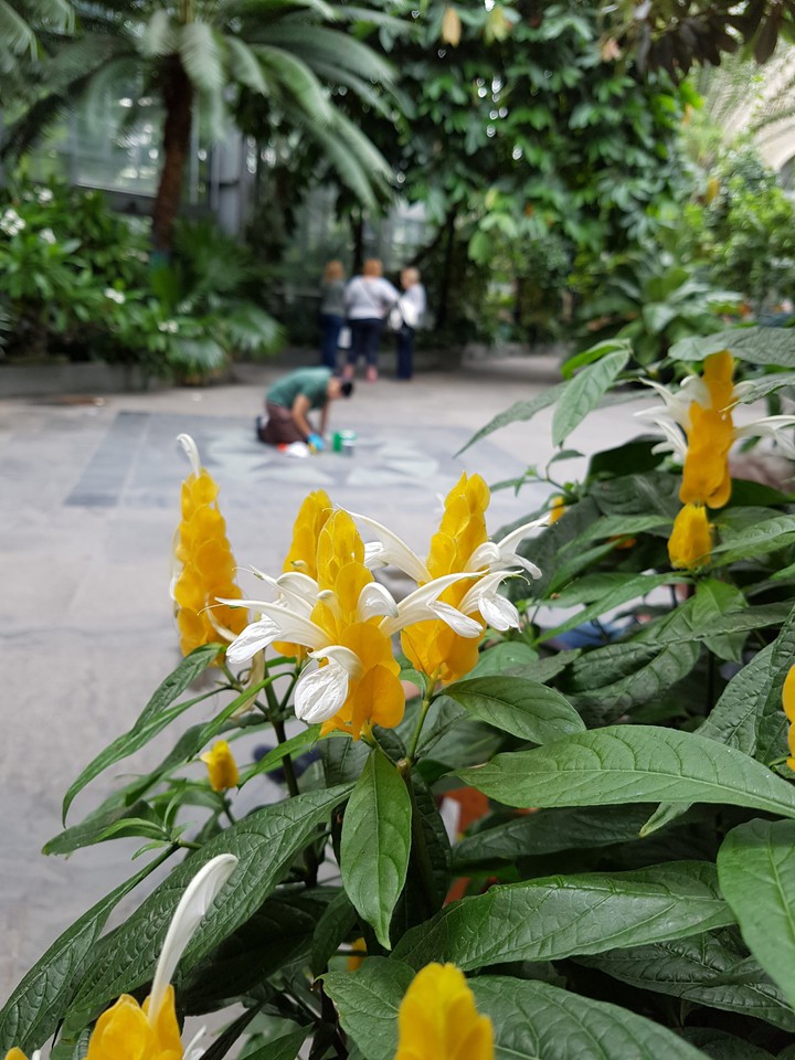 flower