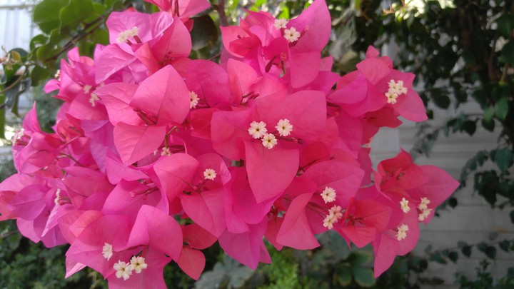 such beautiful flowers in my yard!