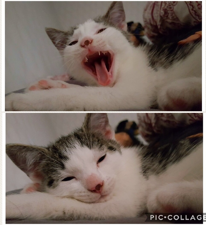 cat