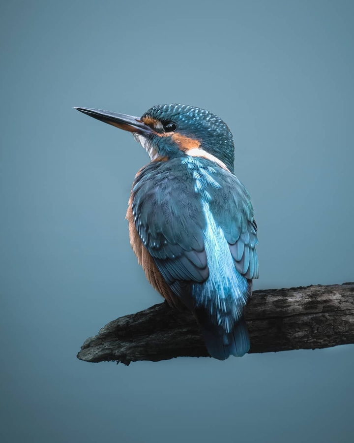 Bird