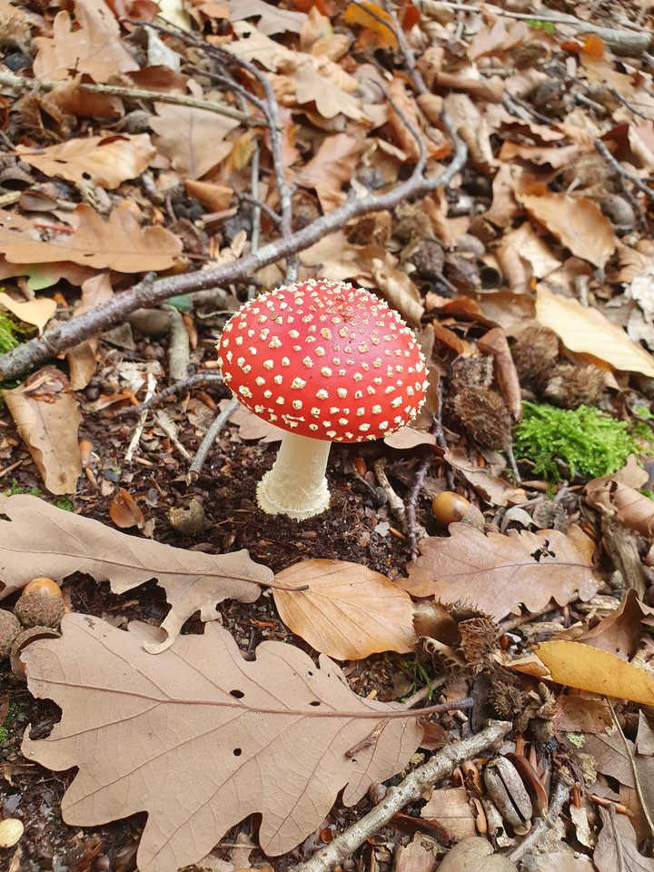 red en white mushroom