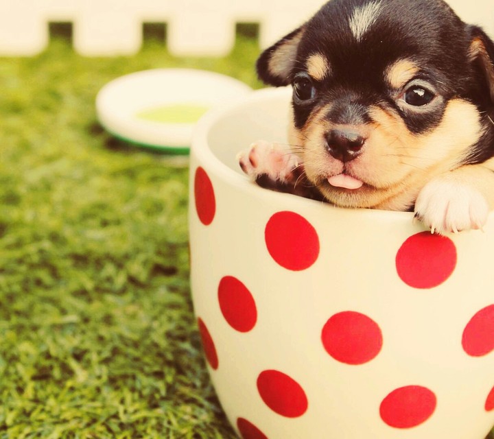 cute dog in ☕