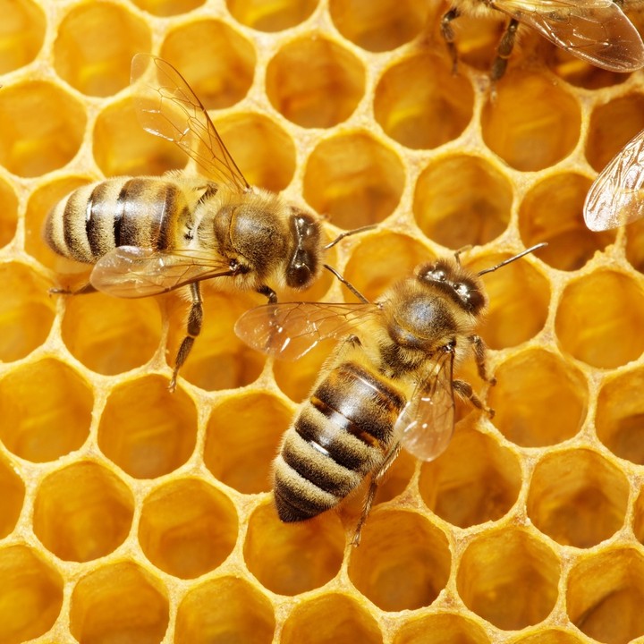 honey