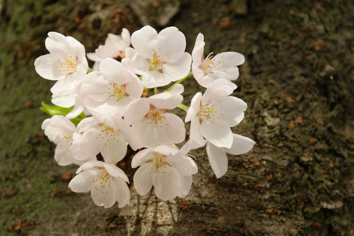 벚꽃