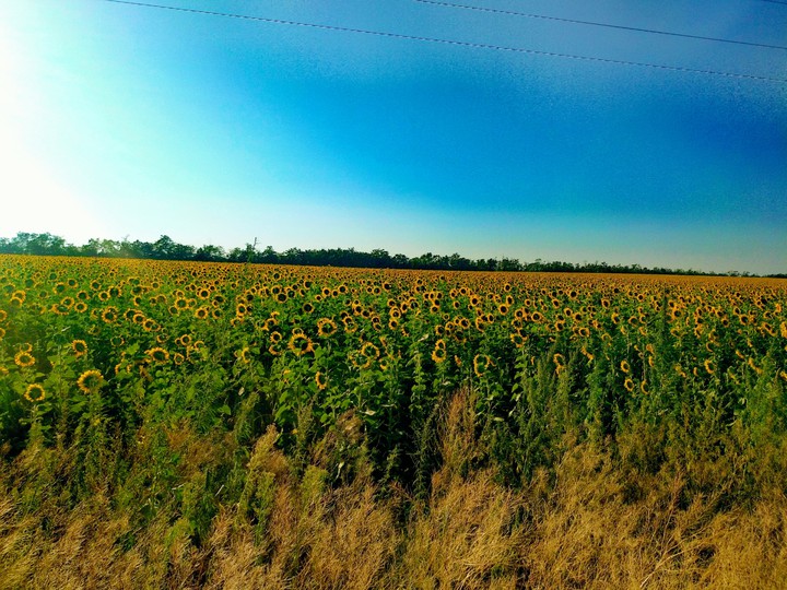 Sunflower