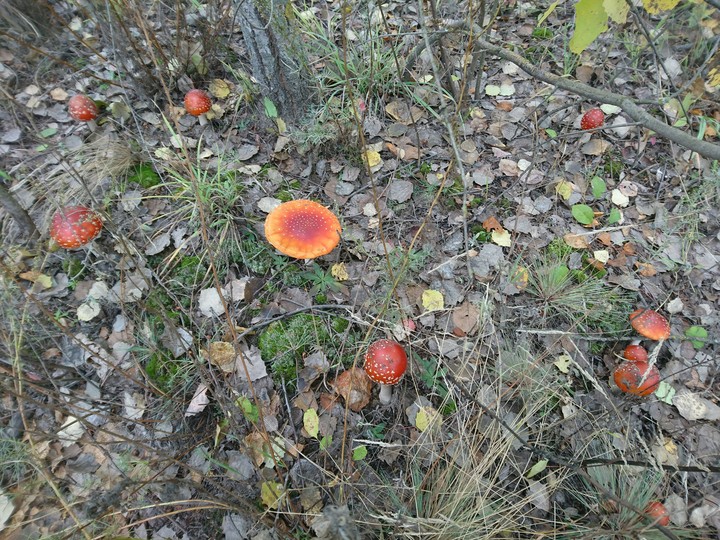 mushrooms
