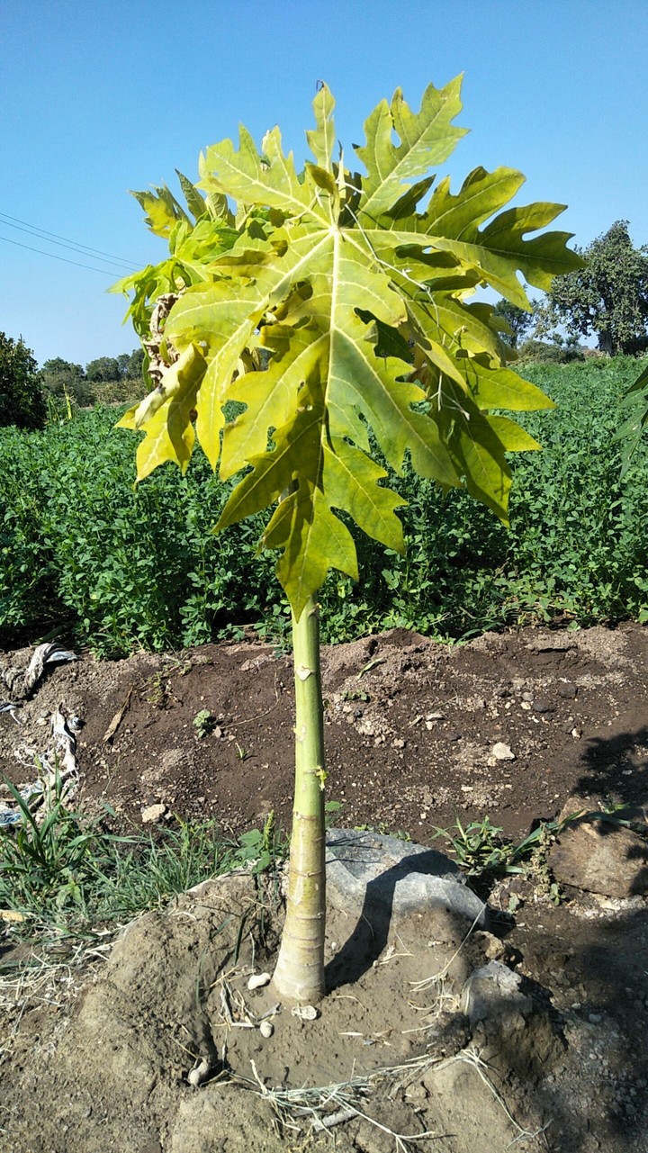 papaya