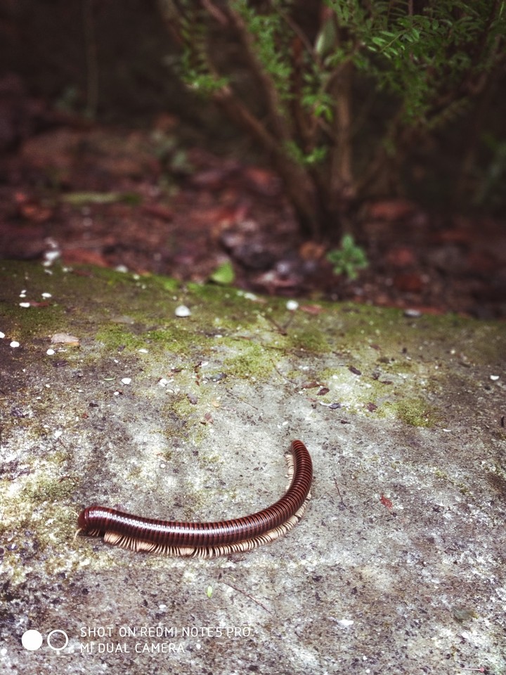 crawlerz