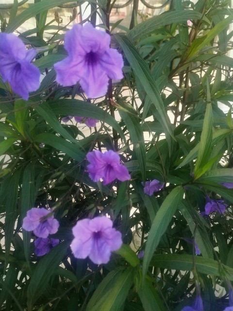 Flower, Ruellia_simplex, Petal