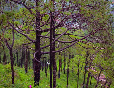 Shimla, Himachal Pradesh, India