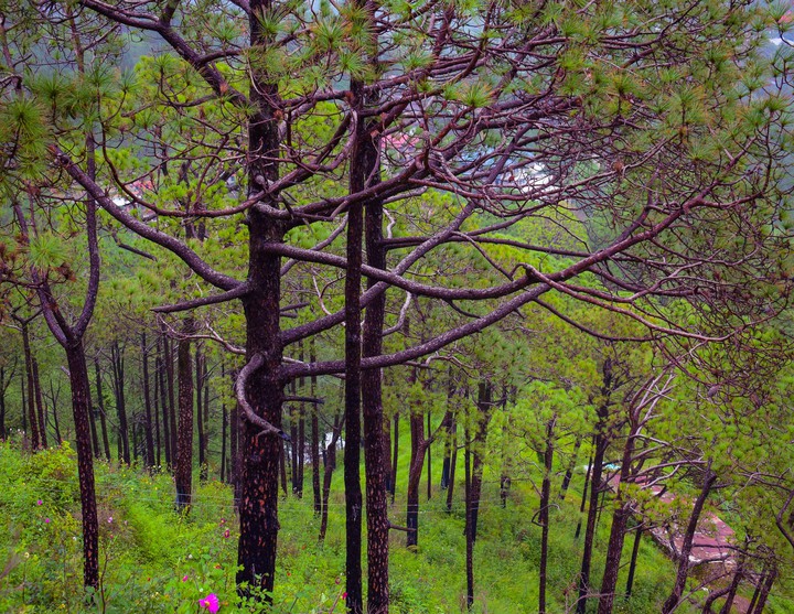 Shimla, Himachal Pradesh, India