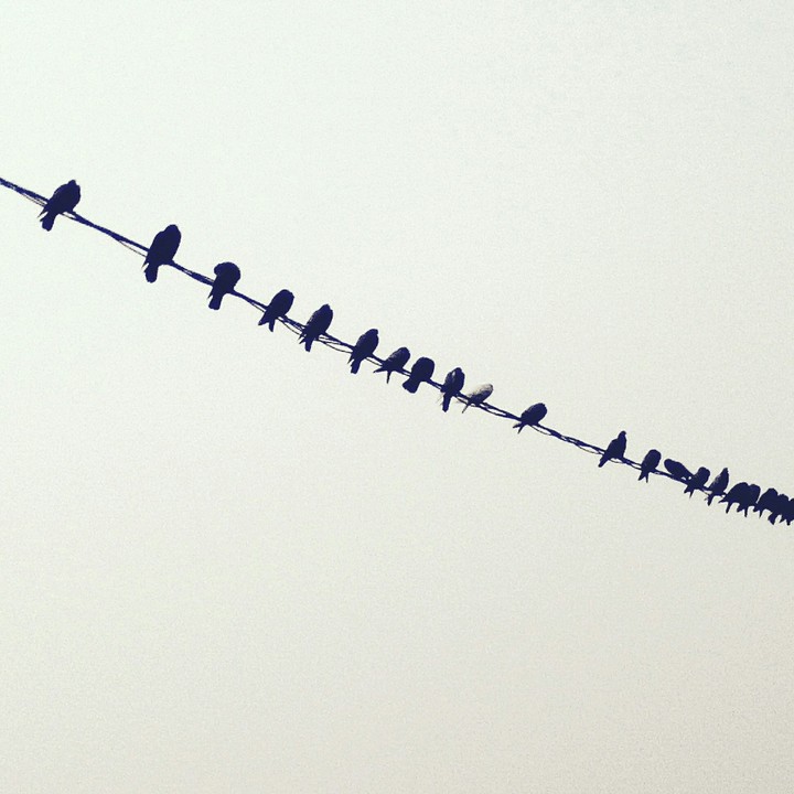 birds