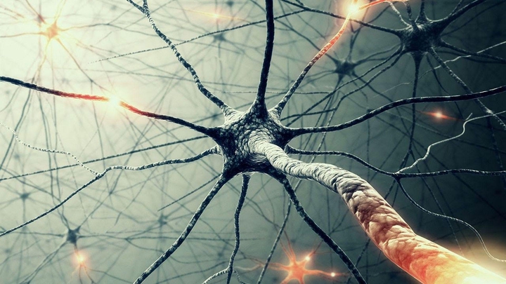 neurons