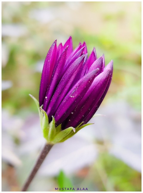 wildflower, flora壁紙