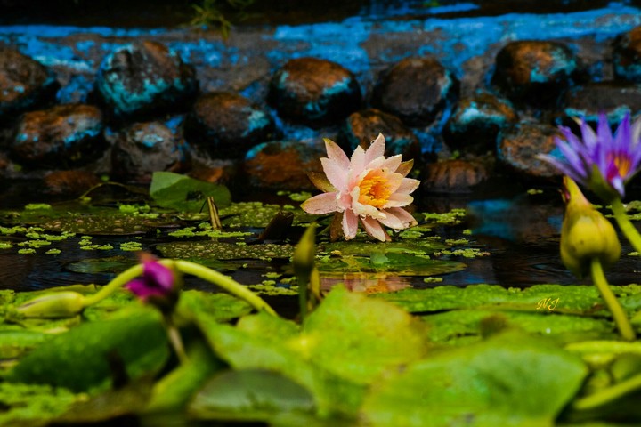 national flower