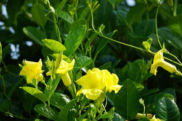 " Mandevilla"
