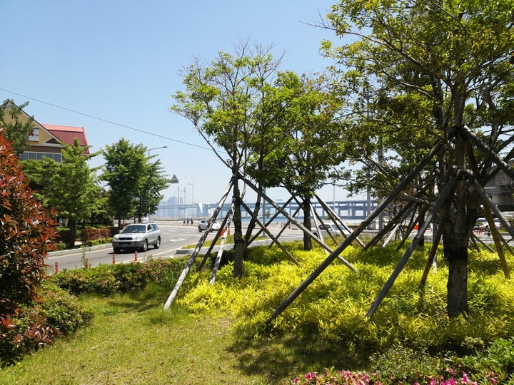 greenful trees and plants