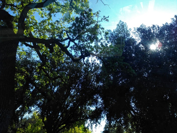 Tree Sights