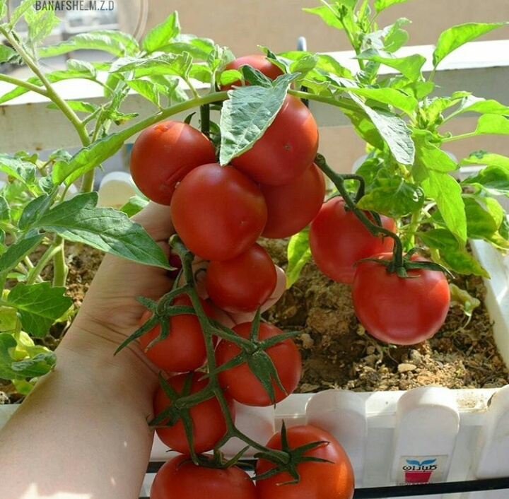 tomatoes