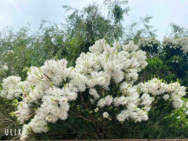 Plants