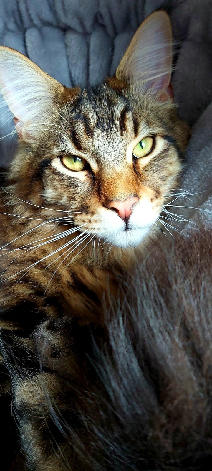Bellamy