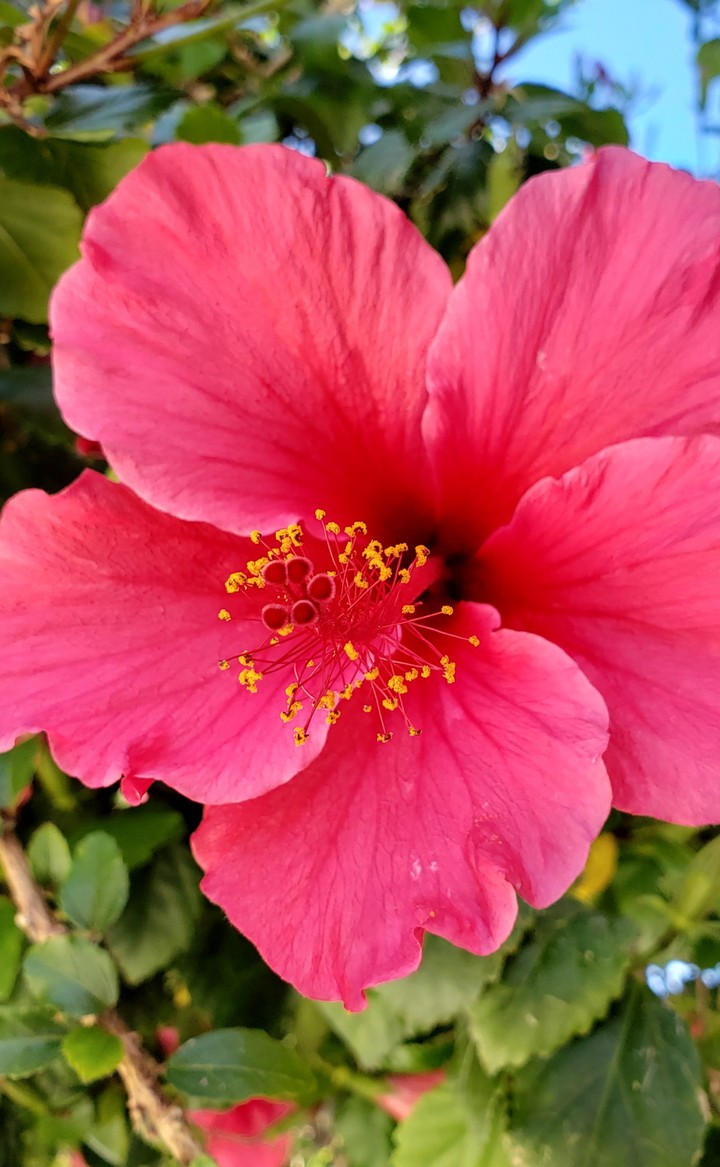 Summer Flower