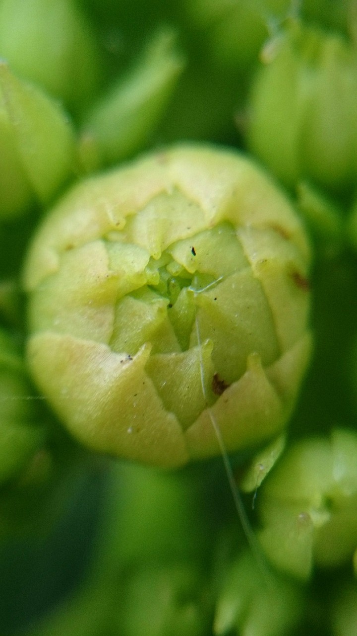 Button Flower